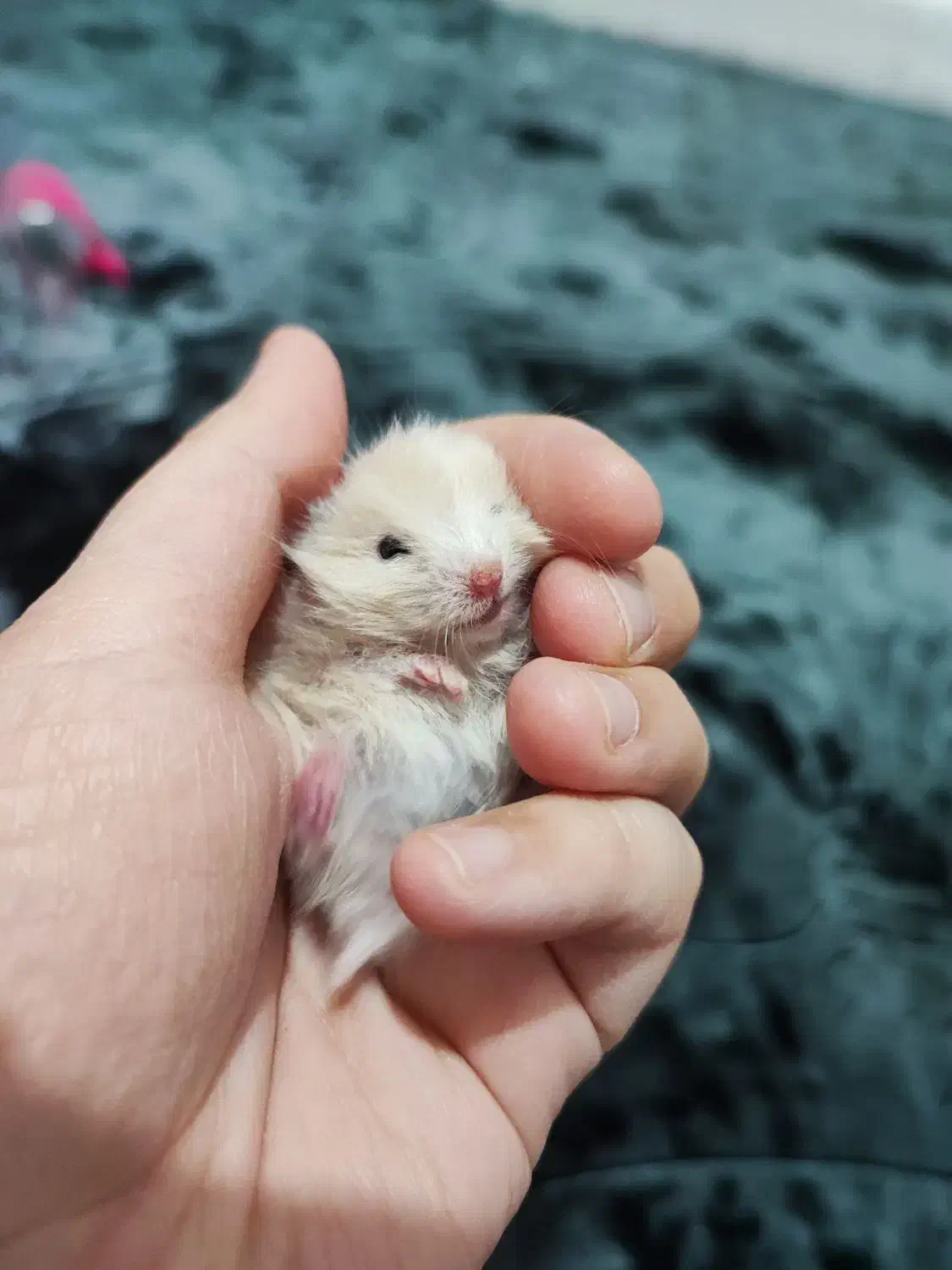 همستر بچه نژاد سوری|موش و خرگوش|قشم, |دیوار