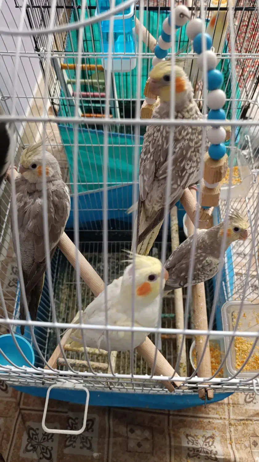 عروس هلندی سالم|پرنده|قم, شهرک مهدیه (مدرس)|دیوار