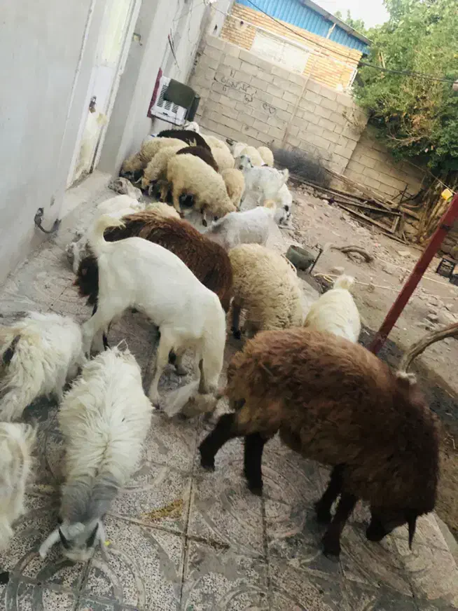 تعدادی گوسفند فروشی|حیوانات مزرعه|بافت, |دیوار