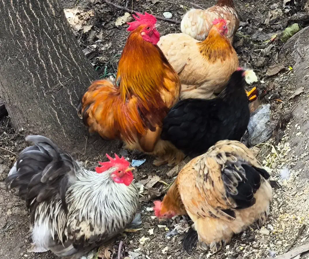 تخم کوشین|حیوانات مزرعه|لولمان, |دیوار