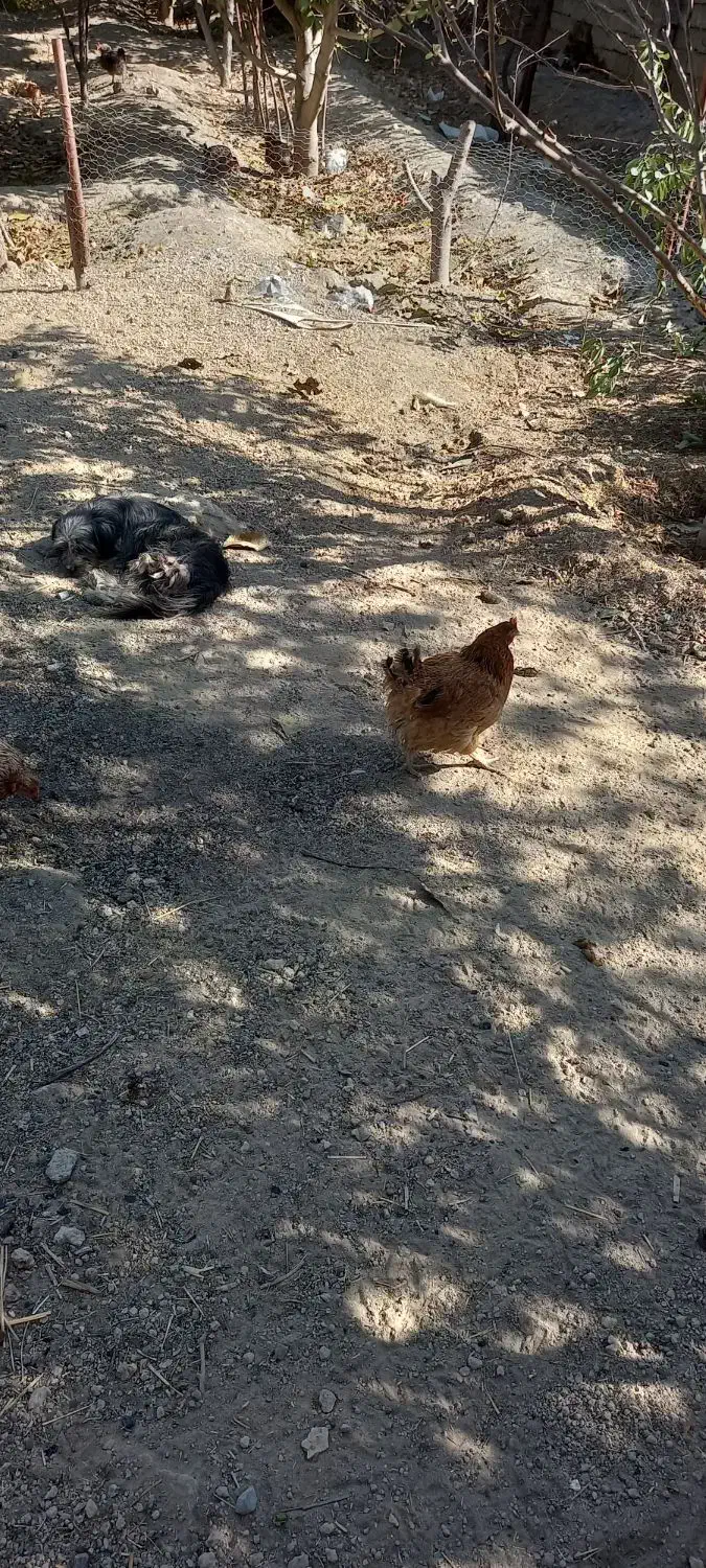 ۱۴ عدد مرغ تخم گذار سالم|حیوانات مزرعه|شاهدشهر, |دیوار