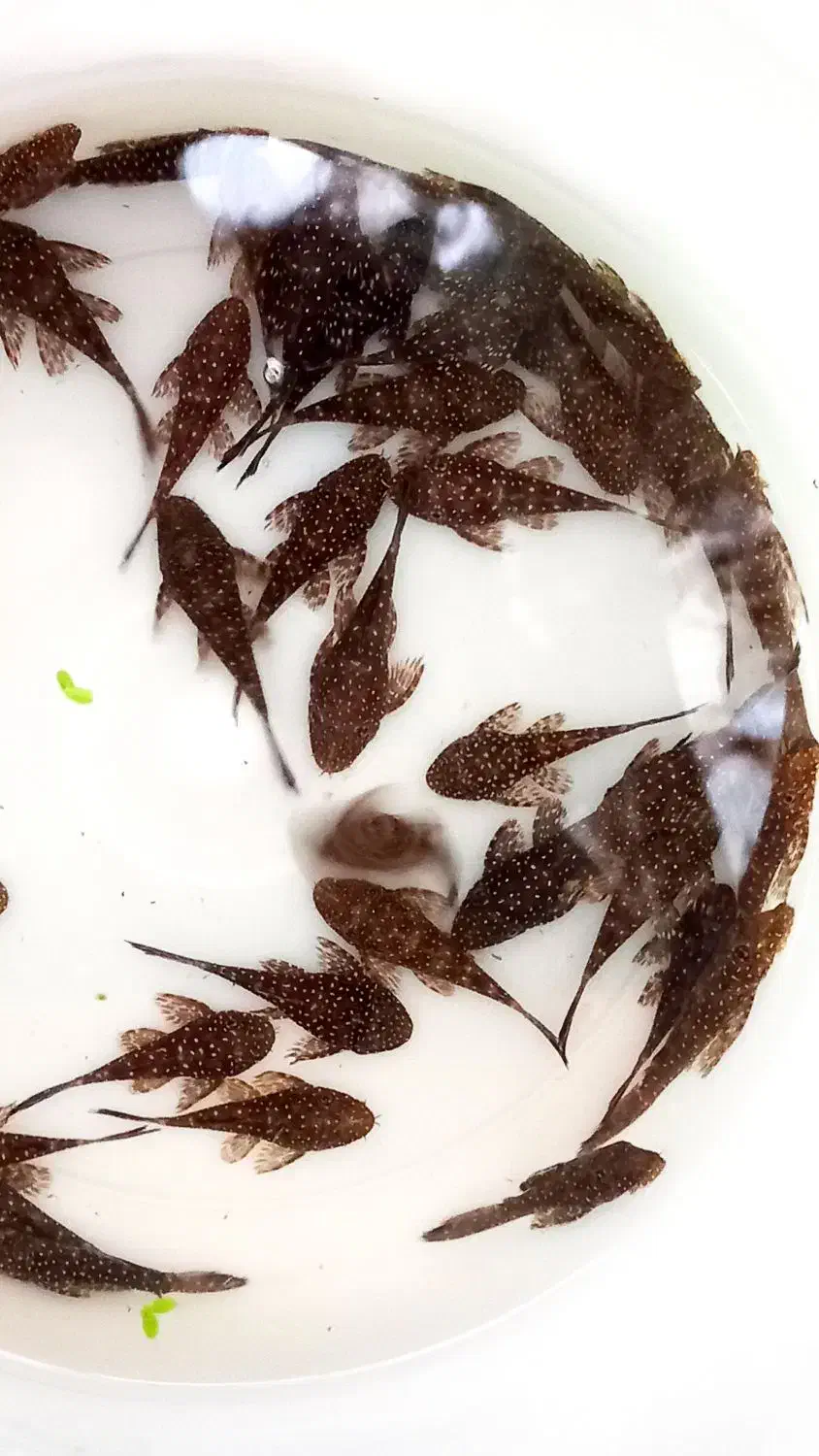 انواع کتفیش سوپر باله و باله کوتاه و شارک|ماهی|شیراز, گلشن|دیوار