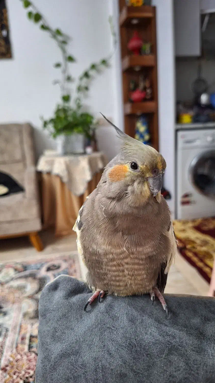 طوطی عروس گمشده لطفا پیدا کردید مژدگانی میدم|حیوانات|رشت, پیرکلاچای|دیوار