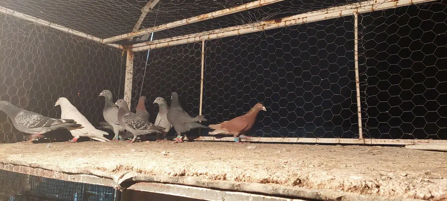 کفتر|پرنده|شیراز, کوزه گری|دیوار