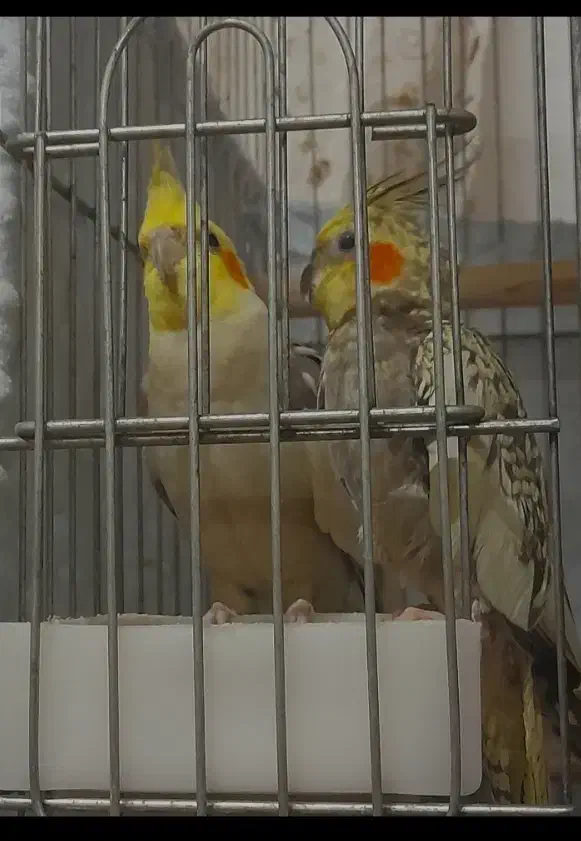 عروس هلندی جفت نرو ماده|پرنده|پاکدشت, شهرک امام رضا|دیوار