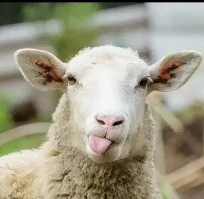 بره ،میش ،شیشک،بز و بزغاله|حیوانات مزرعه|قزوین, |دیوار