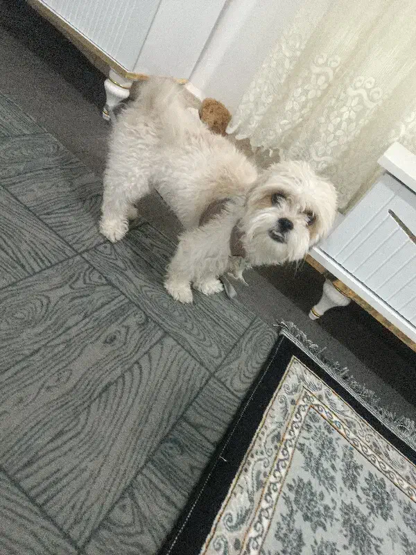 سگ شیتزو|سگ|خرم‌آباد, |دیوار