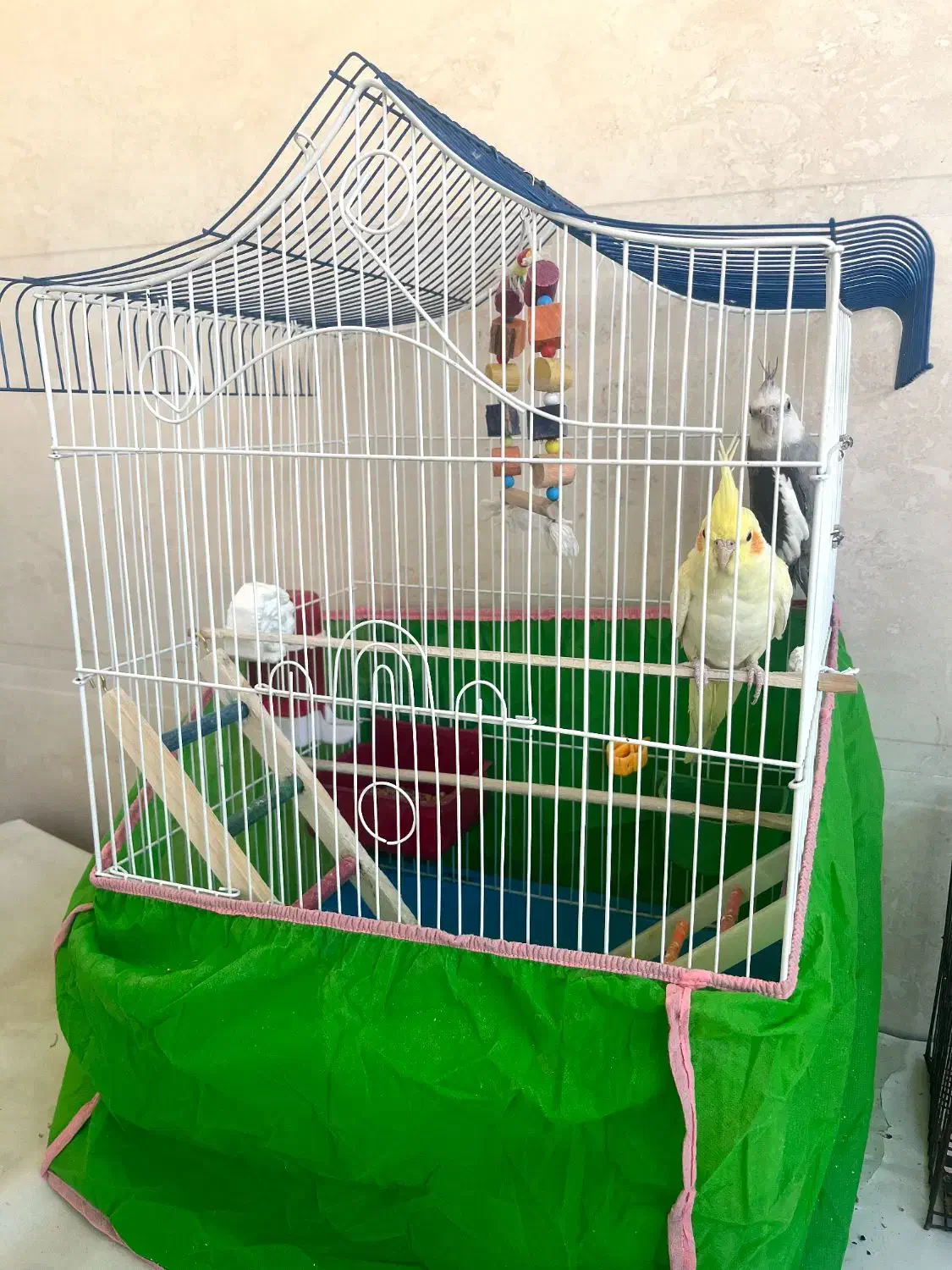 ی جفت عروس هلندی میخونن|پرنده|شوشتر, |دیوار