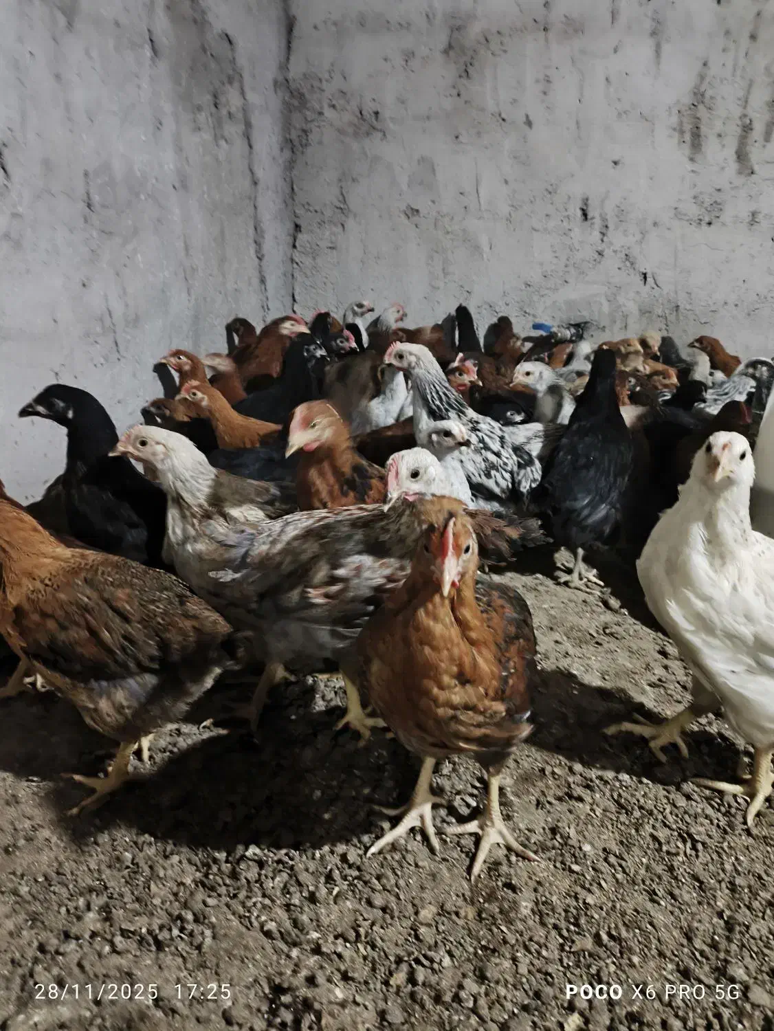 نیمچه مرغ و خروس 1کیلویی|حیوانات مزرعه|لنگرود, |دیوار