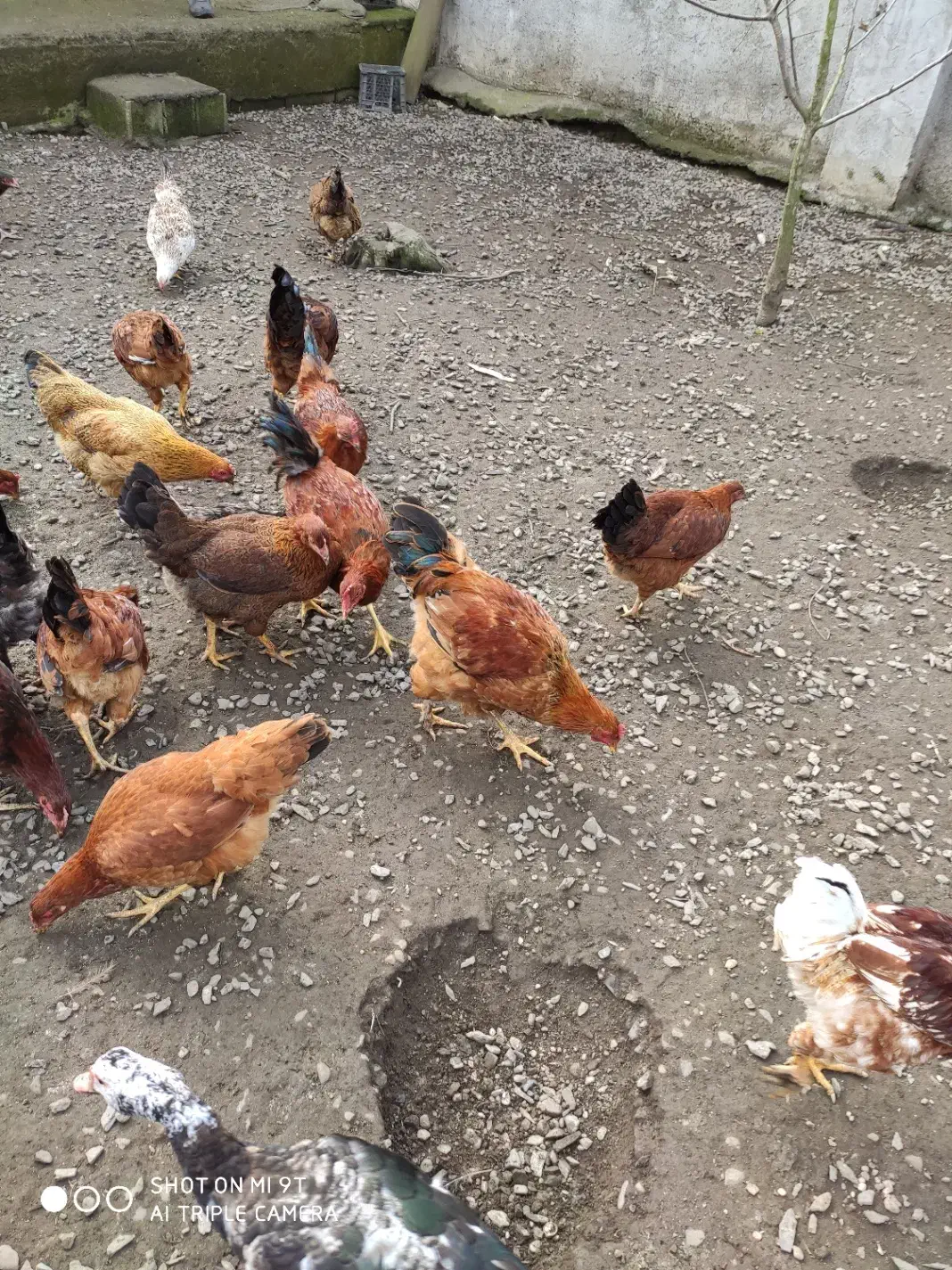 فروش مرغ و خروس درشت سالم و ارگانیک|حیوانات مزرعه|لنگرود, |دیوار