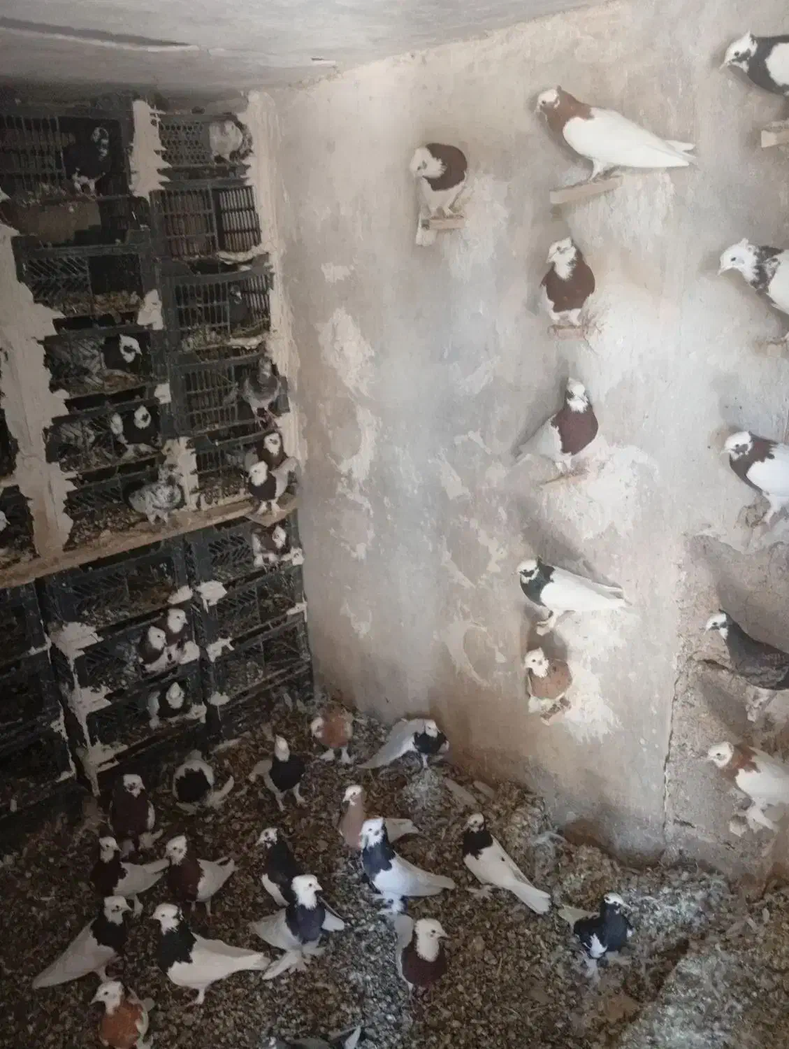 10جفت کفترطوقی نروماده|پرنده|شیراز, گویم|دیوار