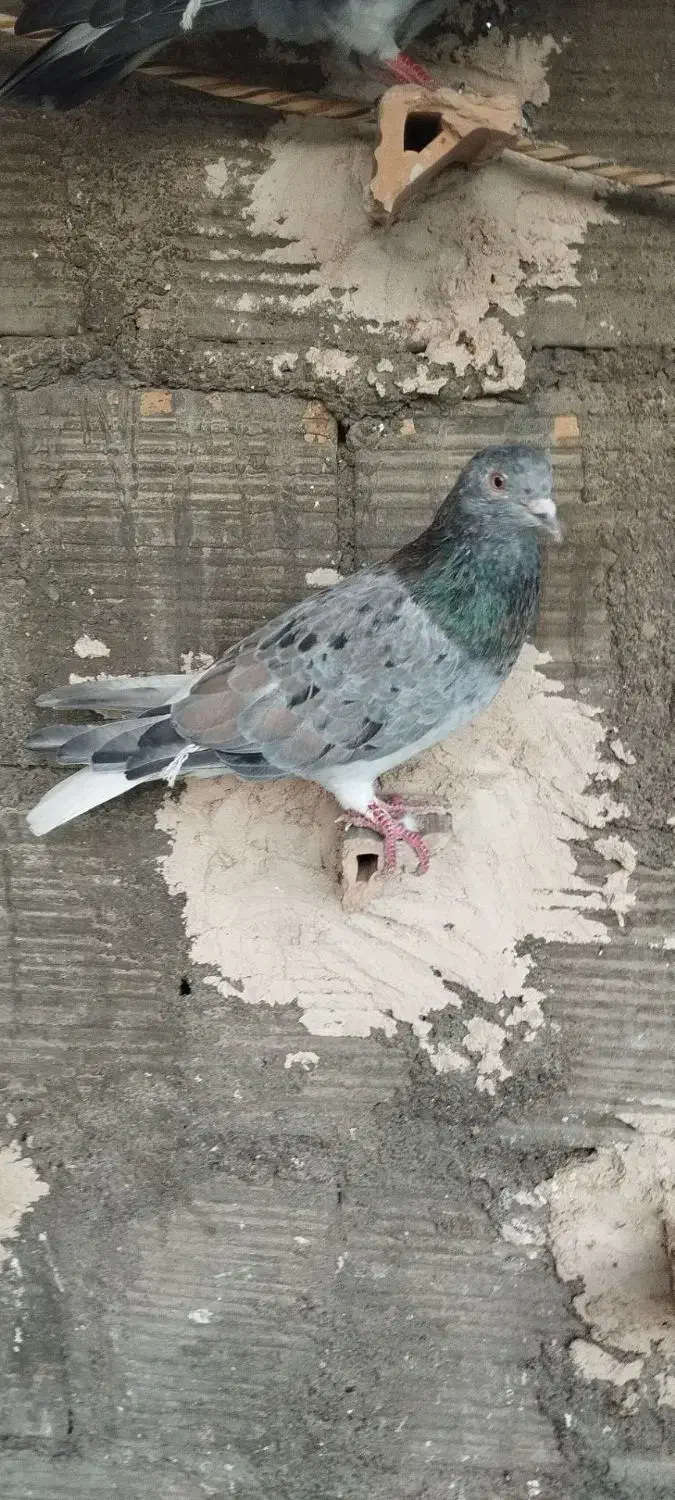 کبوتر صید|پرنده|مشهد, تلگرد|دیوار