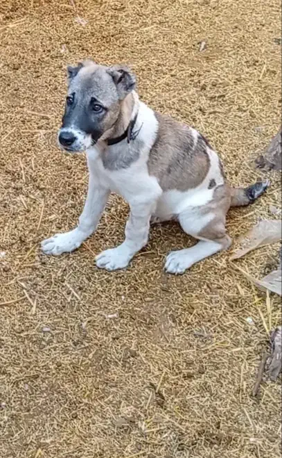 دوعدد توله سگ نژاد خراسانی|سگ|پیشوا, |دیوار