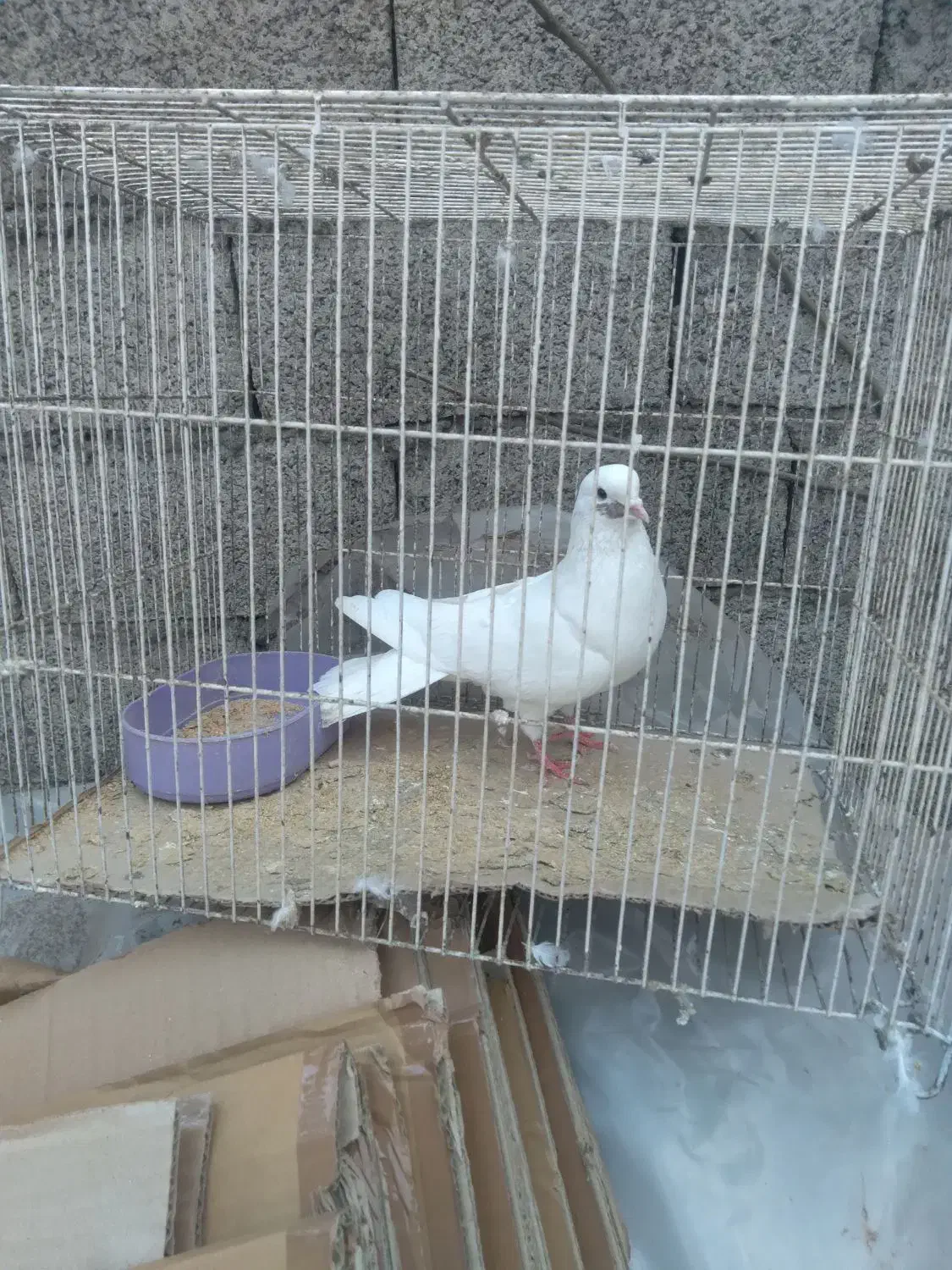 کبوتر|پرنده|رشت, کوی امام رضا|دیوار