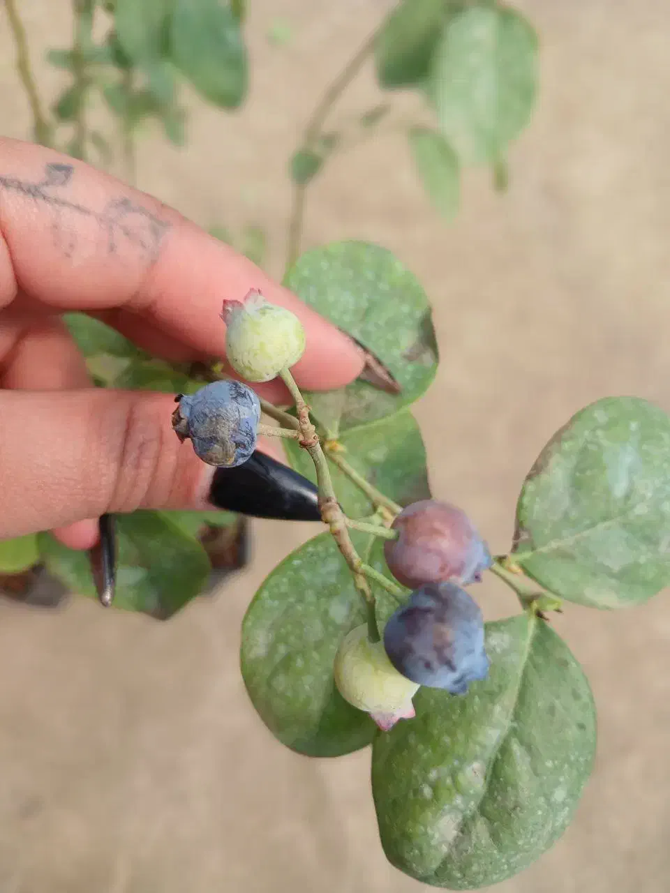 نهال بلوبری دوک|خدمات باغبانی و درختکاری|مریوان, |دیوار