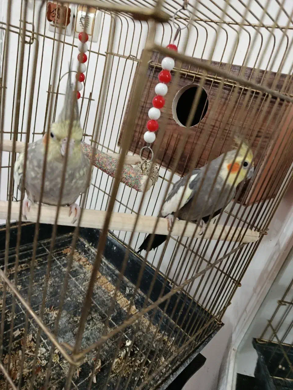 یک جفت عروس هلندی بفرش میرسد|پرنده|شبستر, |دیوار