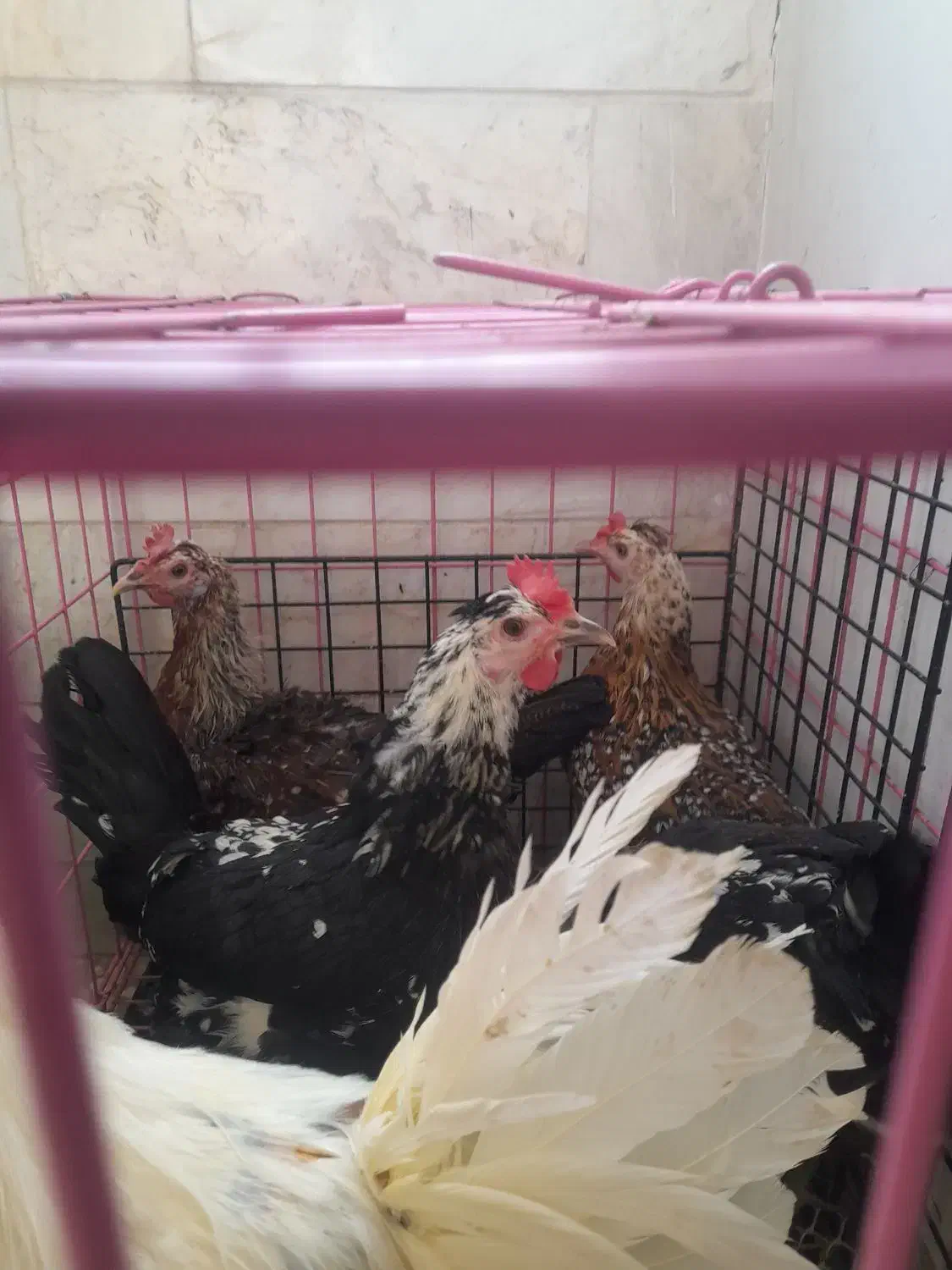 مرغ لری|حیوانات مزرعه|محلات, |دیوار