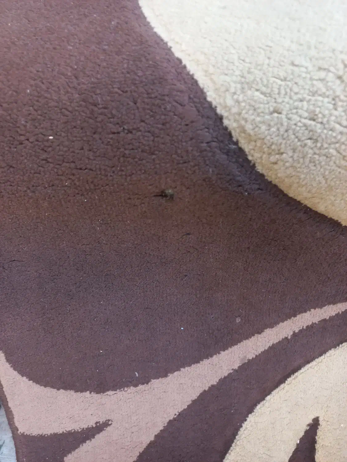 فرش|فرش|برخوار, |دیوار