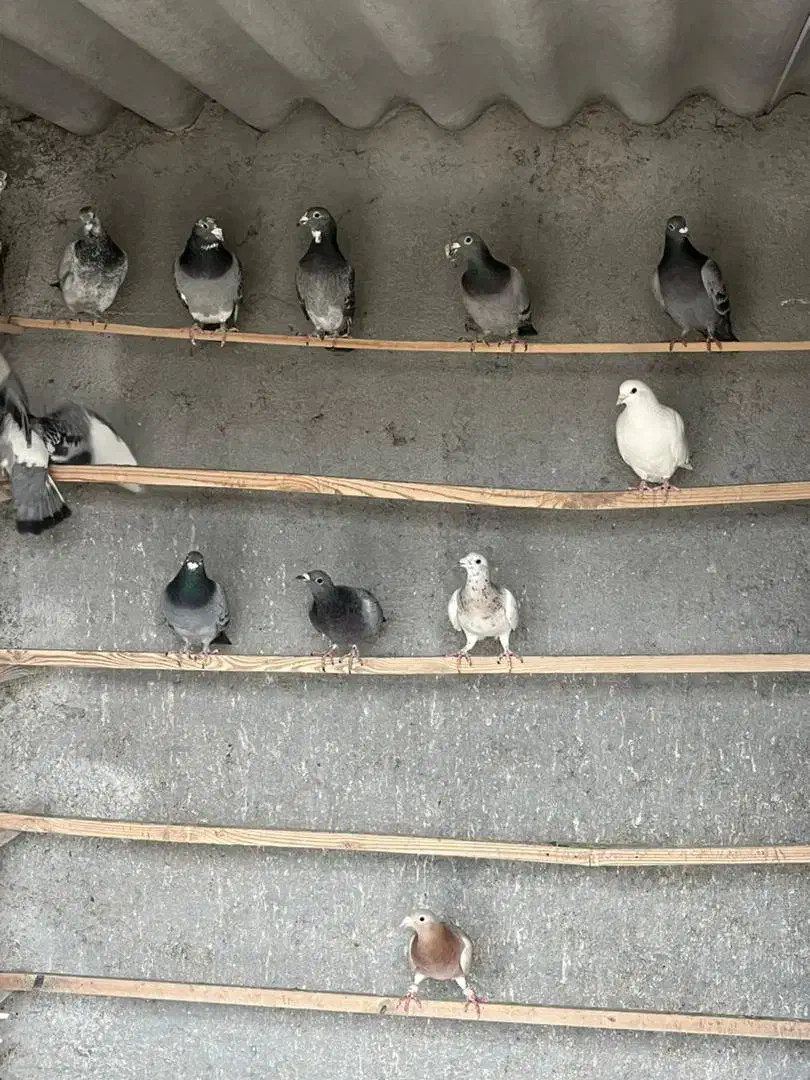 کبوتر پلاکی المانی|پرنده|معصومیه, |دیوار