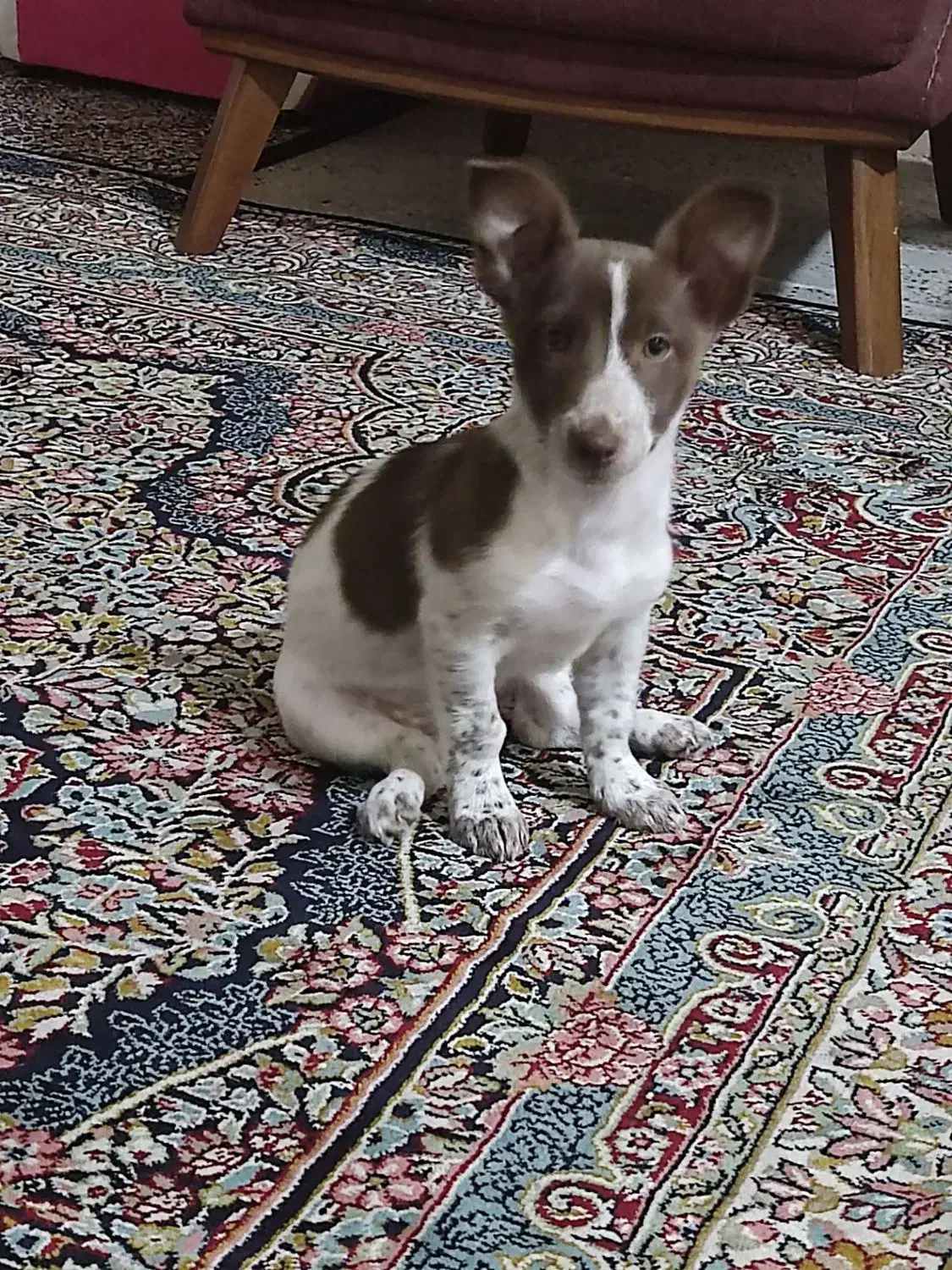 فوری|سگ|گرگان, |دیوار