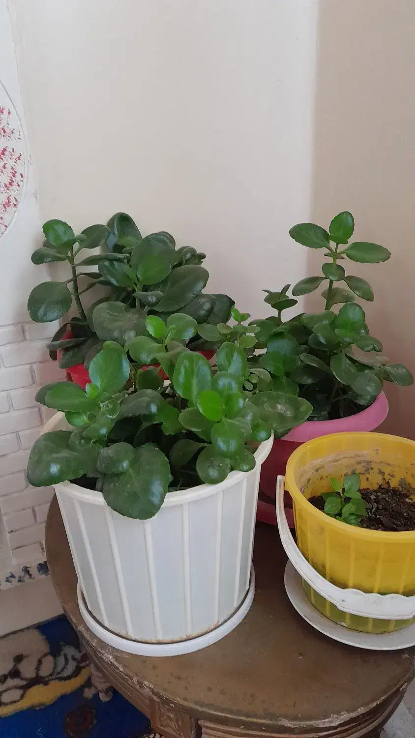 گل های طبیعی زیبا|گل و گیاه طبیعی|دشتابی, |دیوار