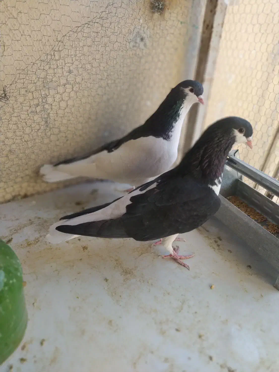 کفتر یا کبوتر چپ سیاه جفتی|پرنده|محمدیه-قزوین, |دیوار