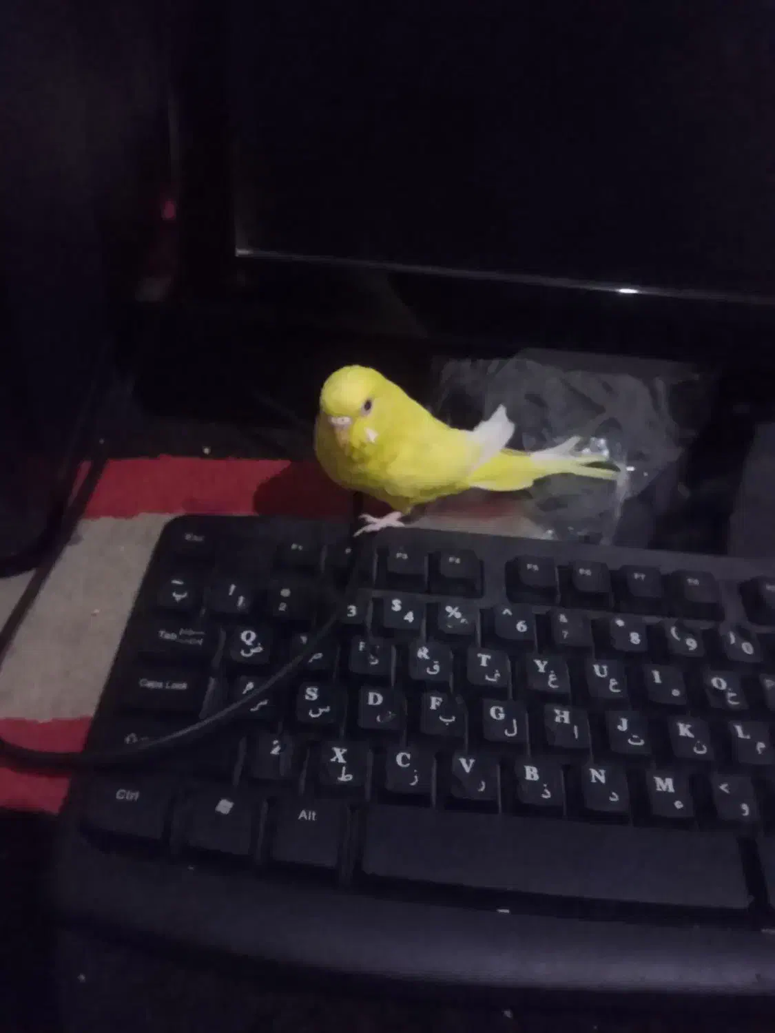 مرغ عشق|پرنده|آبادان, |دیوار