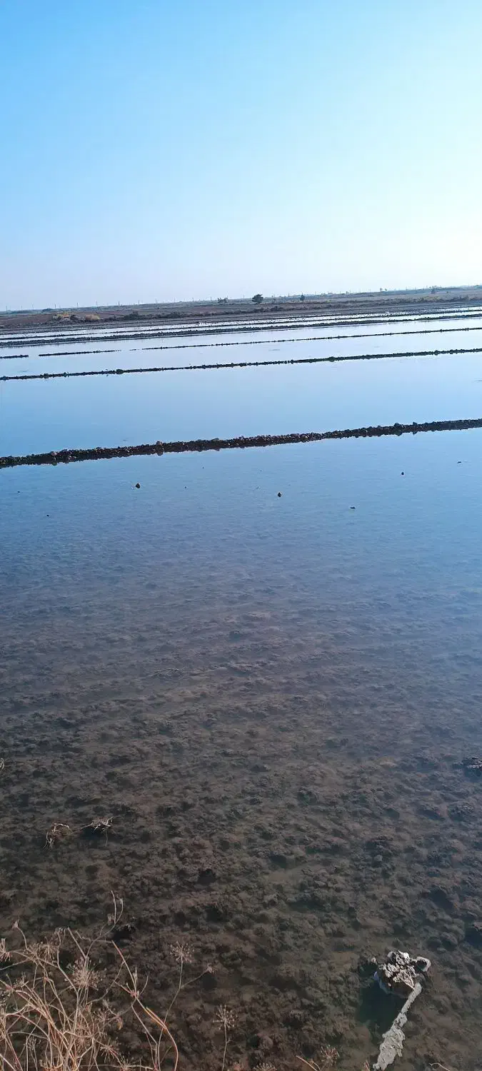 کاه گندم تبن|حیوانات مزرعه|کرخه, |دیوار