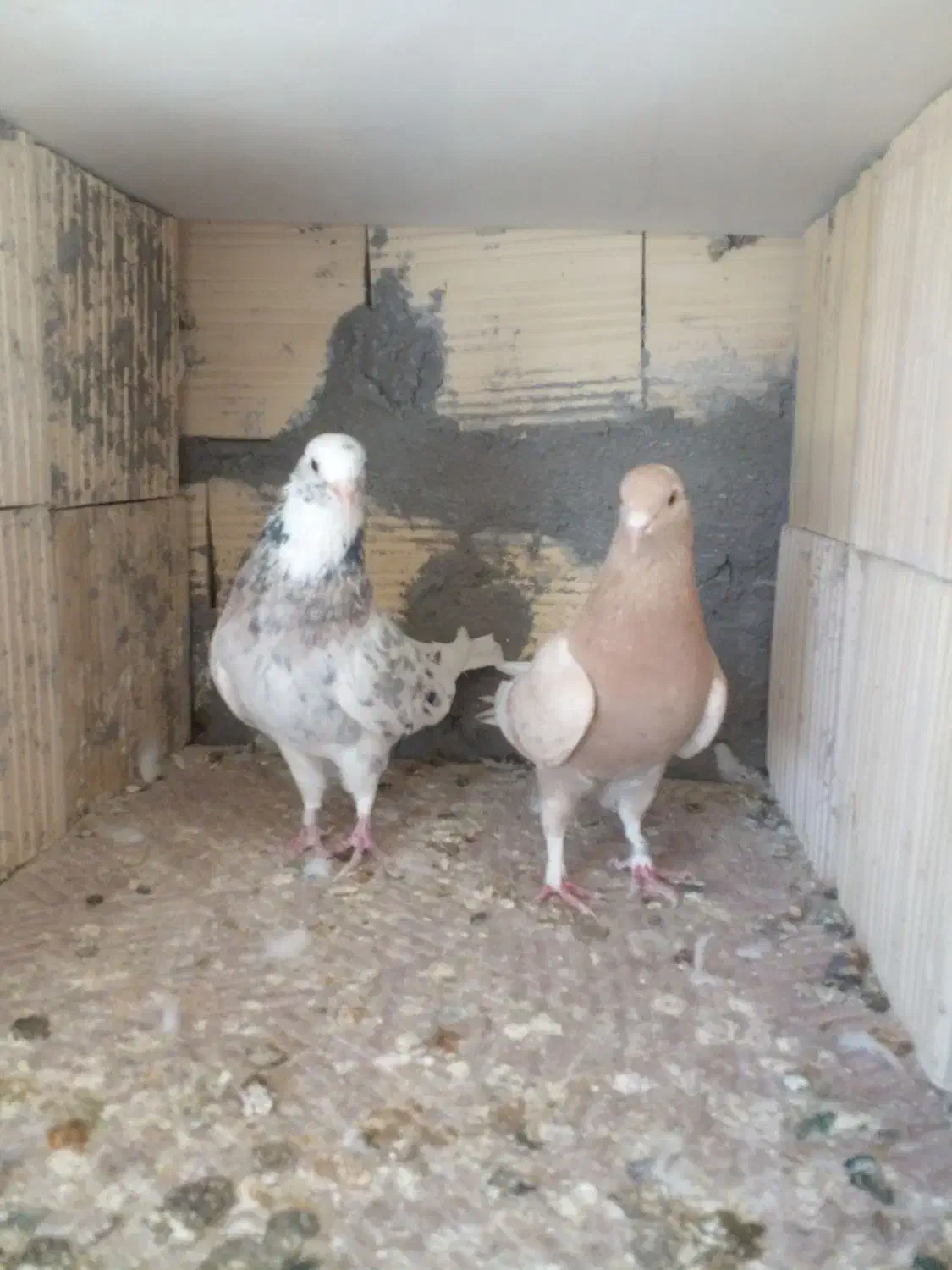 فروشی|پرنده|سیرجان, |دیوار