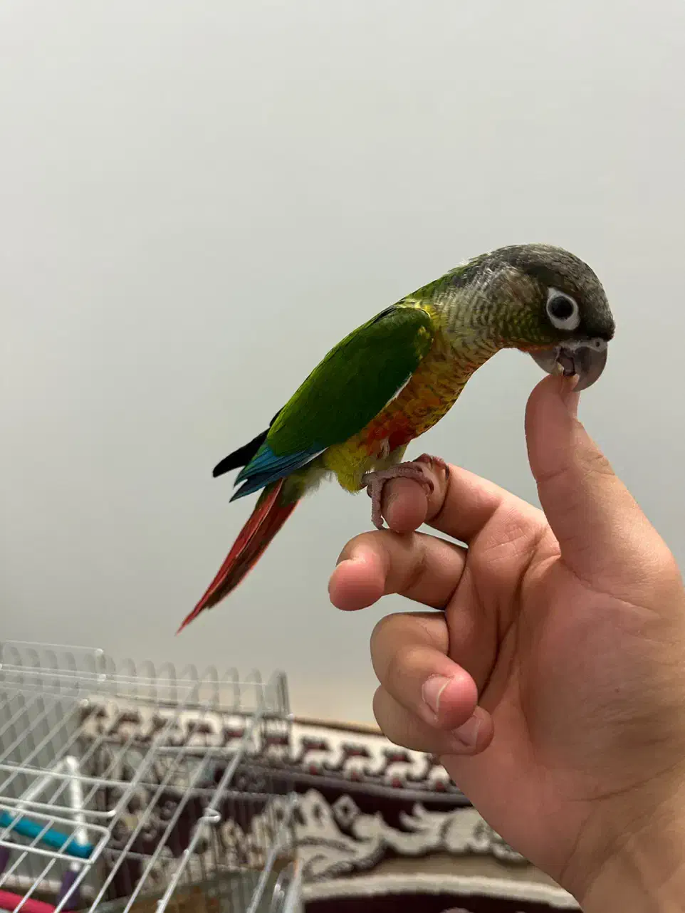 طوطی گرینچیک|پرنده|امامزاده عبدالله, |دیوار