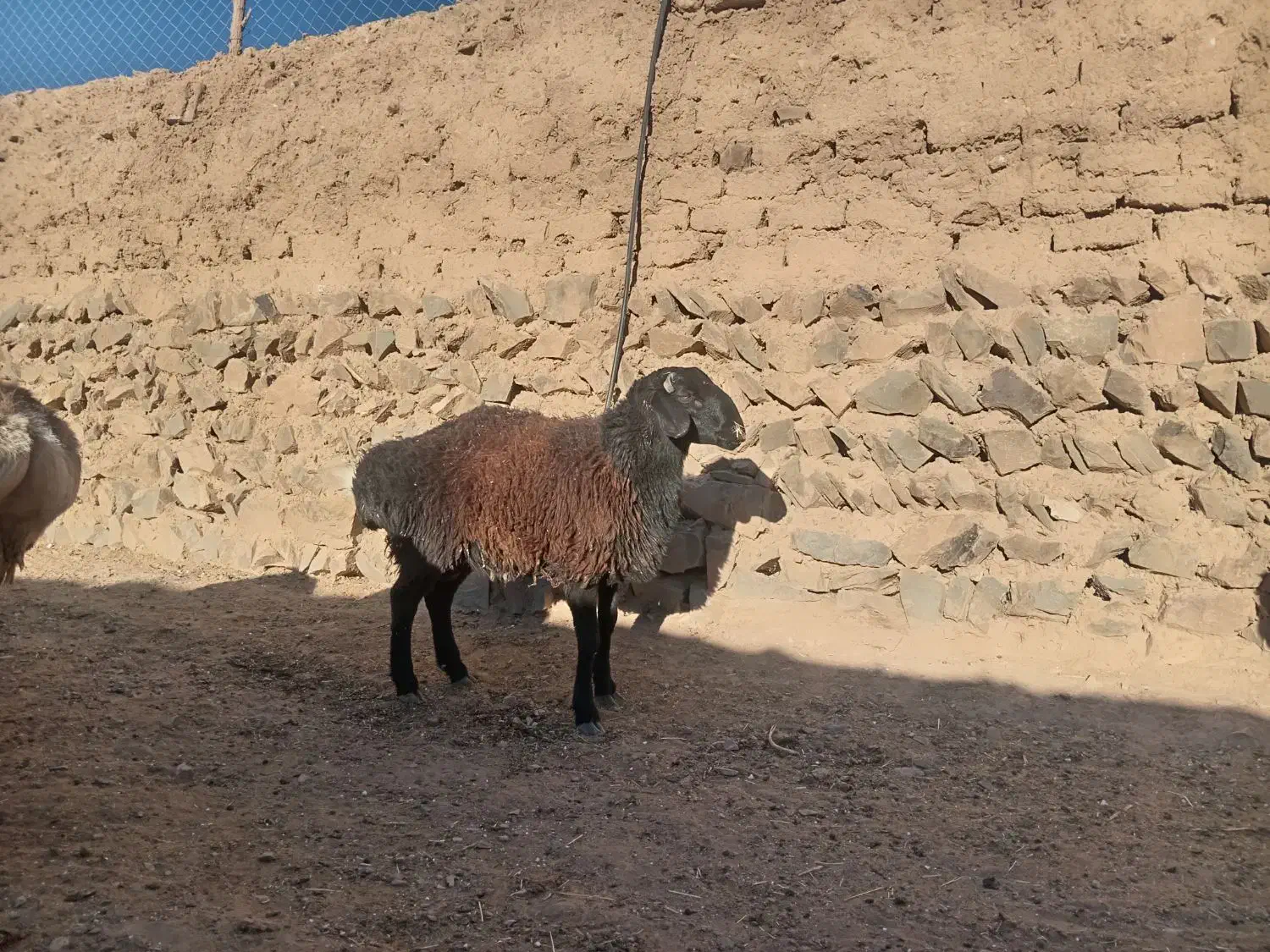 بره نر سفت چاق|حیوانات مزرعه|درمیان, |دیوار