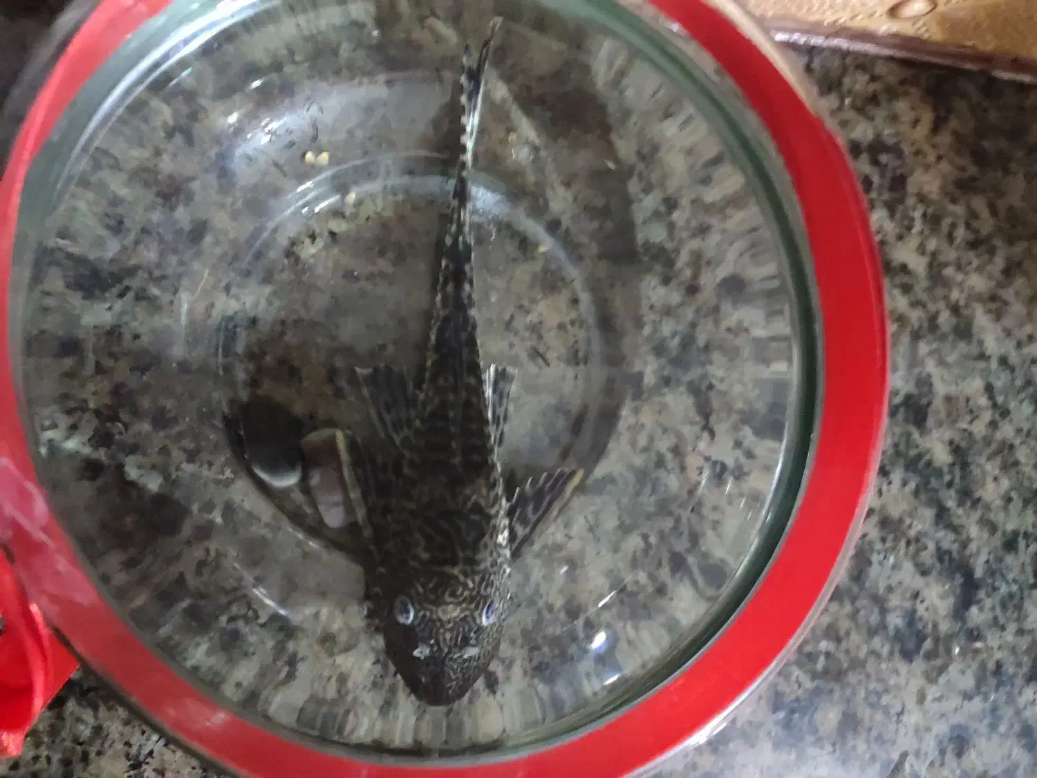 لجن خوار|ماهی|کبودرآهنگ, |دیوار