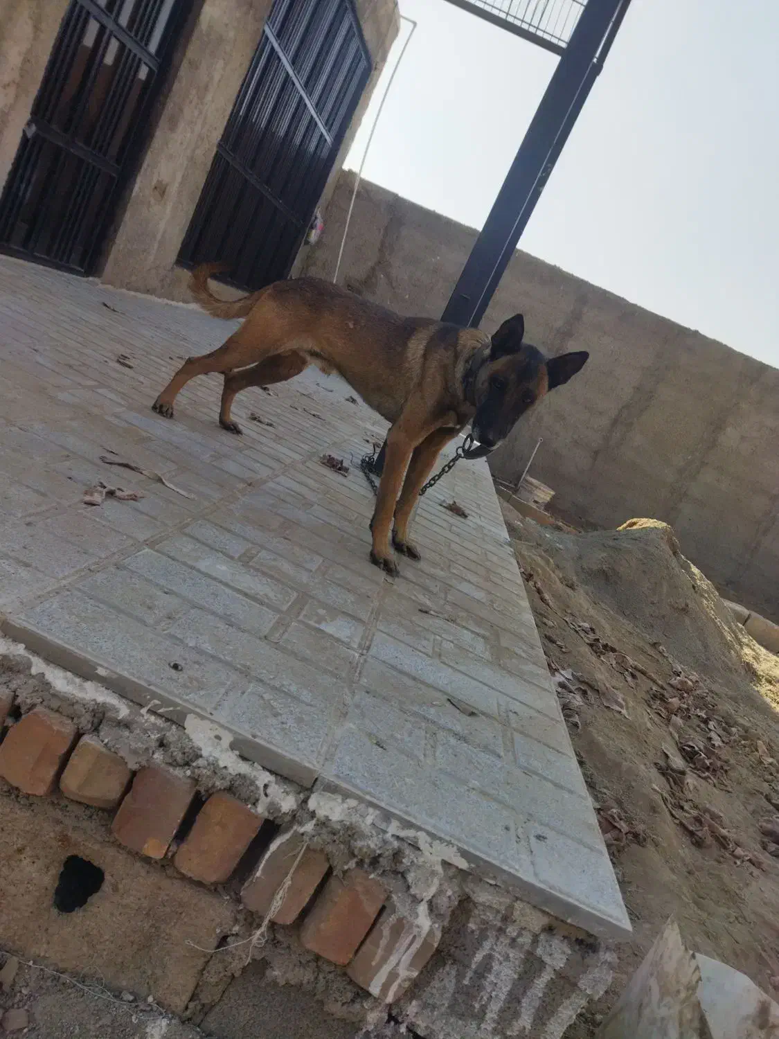 سگ نر|سگ|پاکدشت, پاکدشت (مامازند)|دیوار