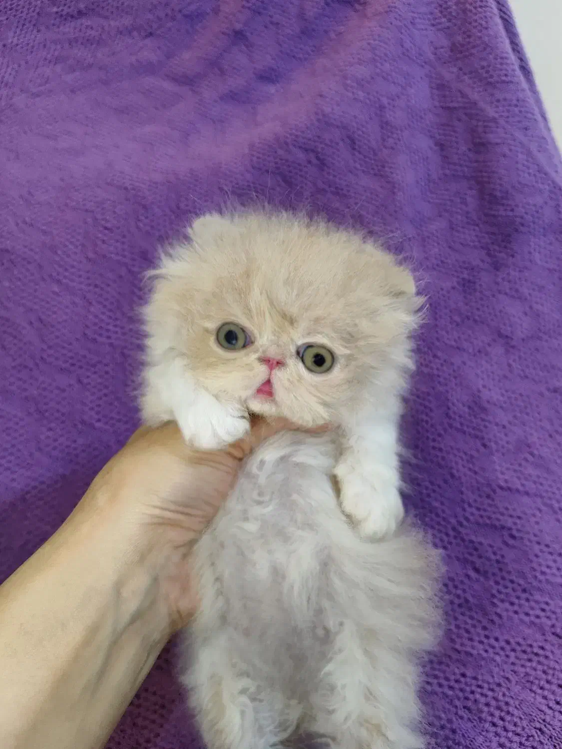 بچه گربه پرشین اگزوتیک مینیاتوری|گربه|تهران, چیتگر جنوبی|دیوار