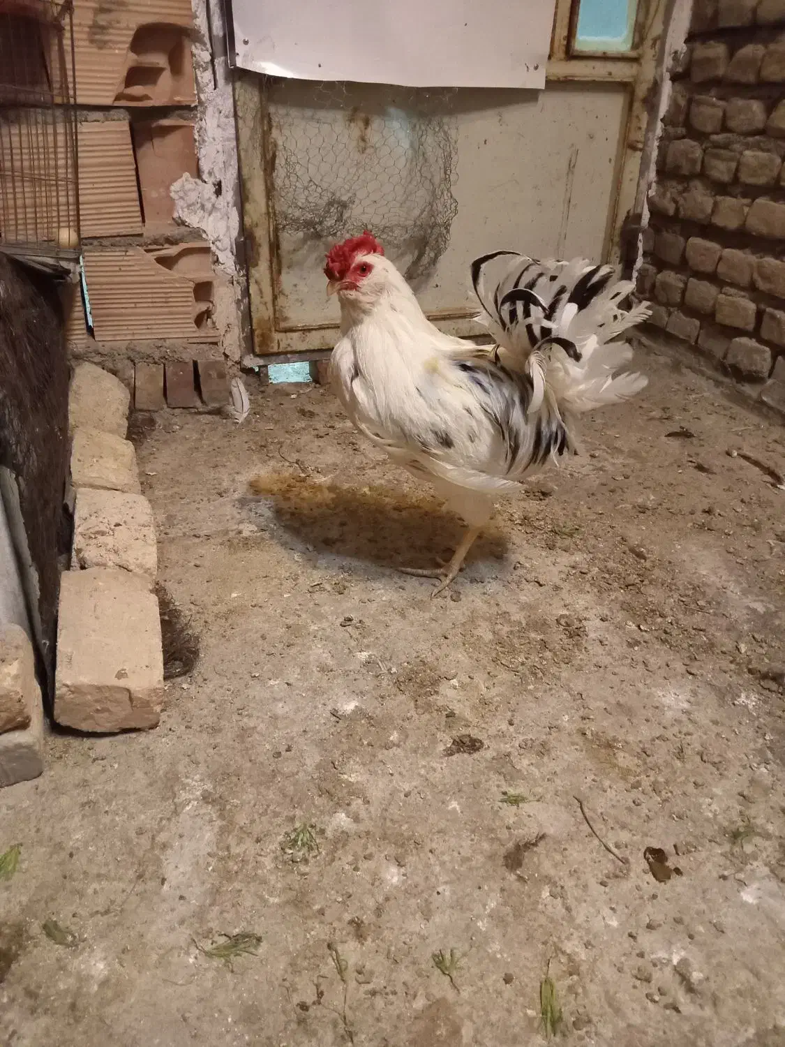 خروس|حیوانات مزرعه|پاکدشت, پاکدشت (مامازند)|دیوار