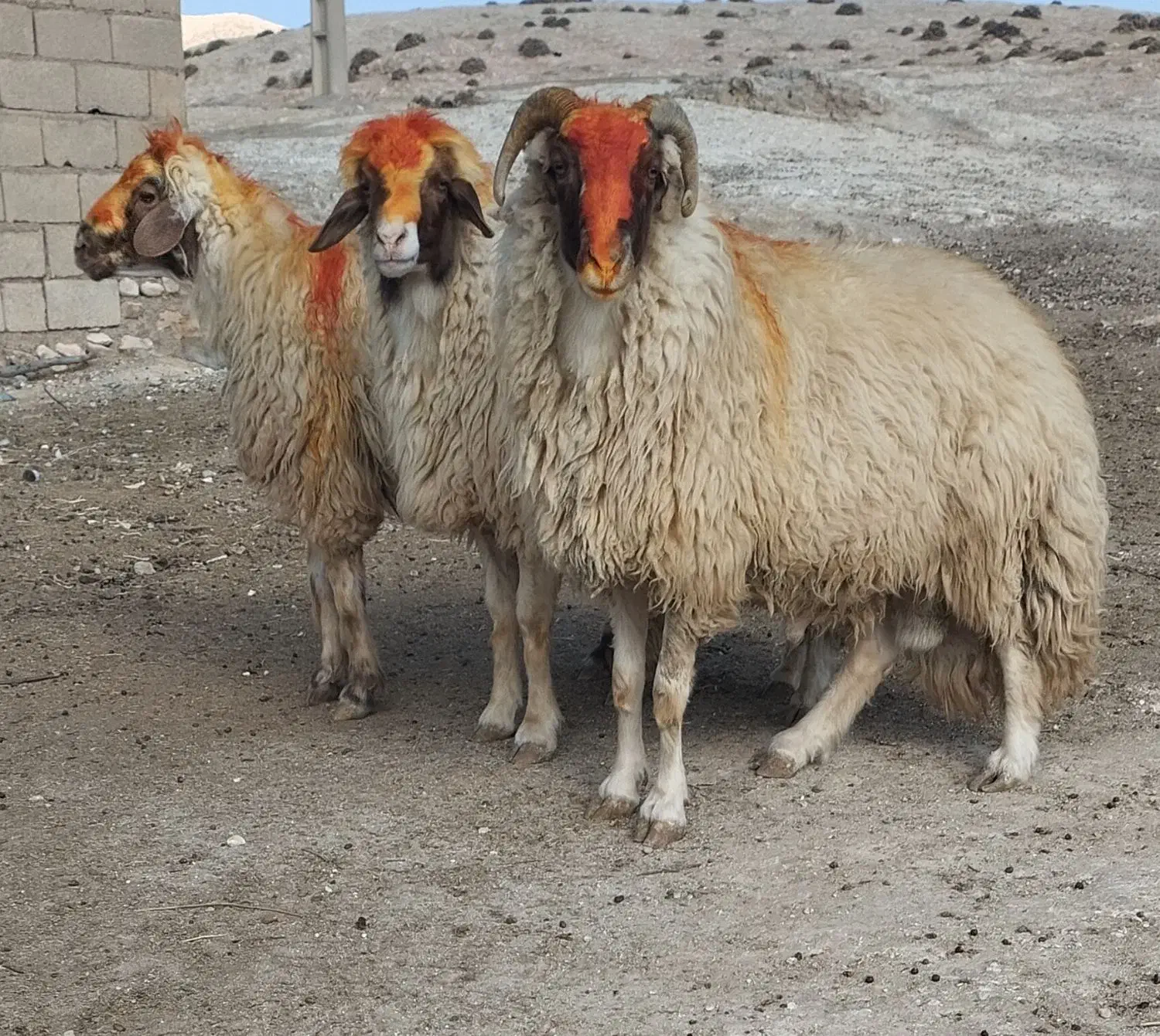 ۳ راس قورچ داشتی|حیوانات مزرعه|پلدختر, |دیوار