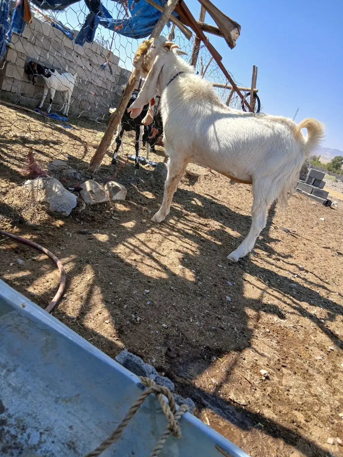 نری گلابی فروشی|حیوانات مزرعه|صوغان, |دیوار