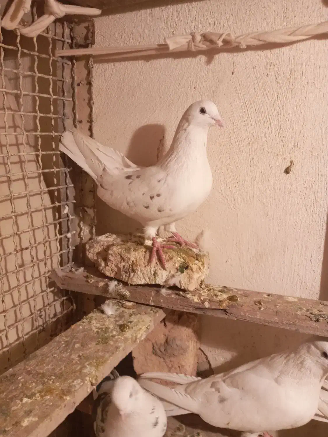 کبوترپرشی|پرنده|ماهدشت, |دیوار