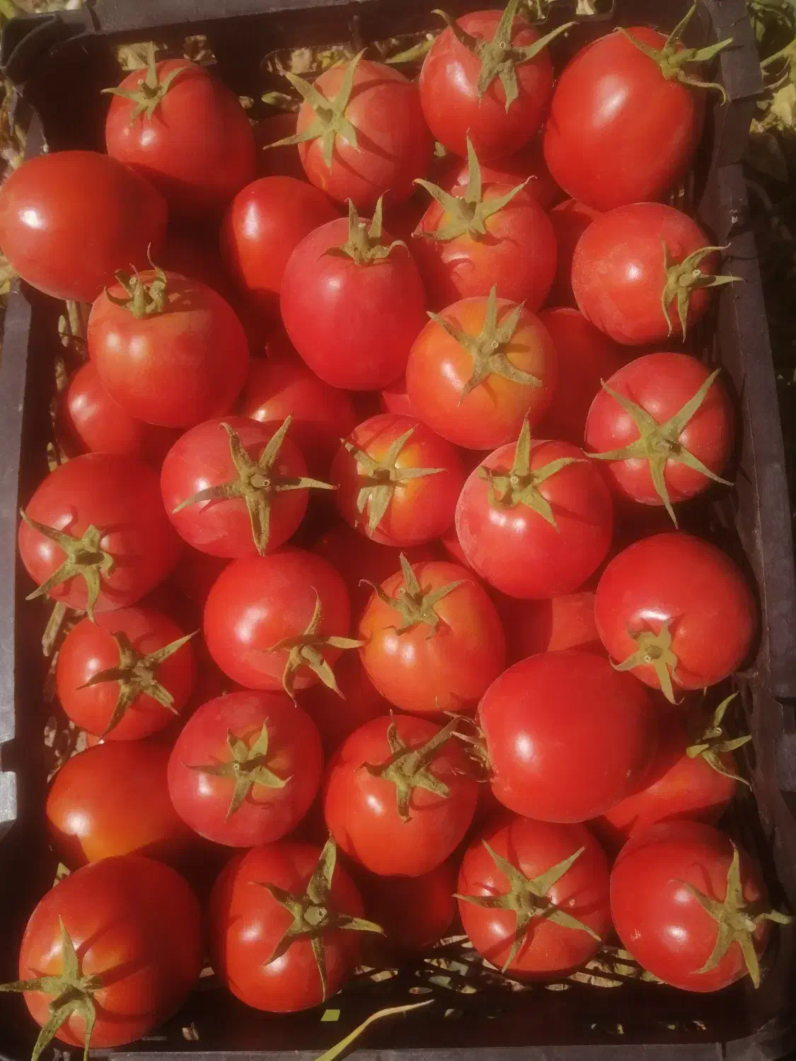 فروش گوجه قرمزوسبزدورنگ...|خوردنی و آشامیدنی|درودزن, |دیوار