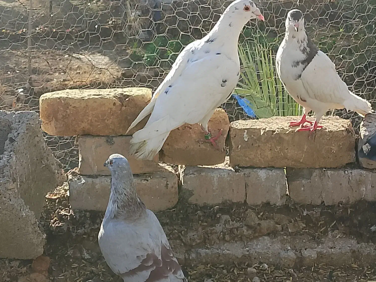 کبوتر پلاکی|پرنده|جره و بالاده, |دیوار