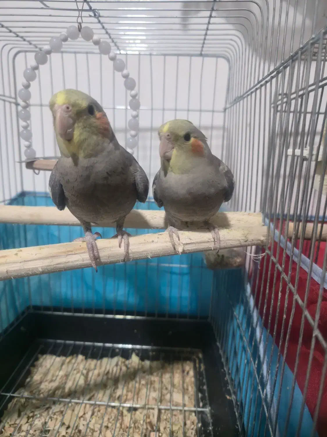 دو عدد عروس هلندی ۳ ماهه سرلاکی|پرنده|رشت, جانبازان|دیوار