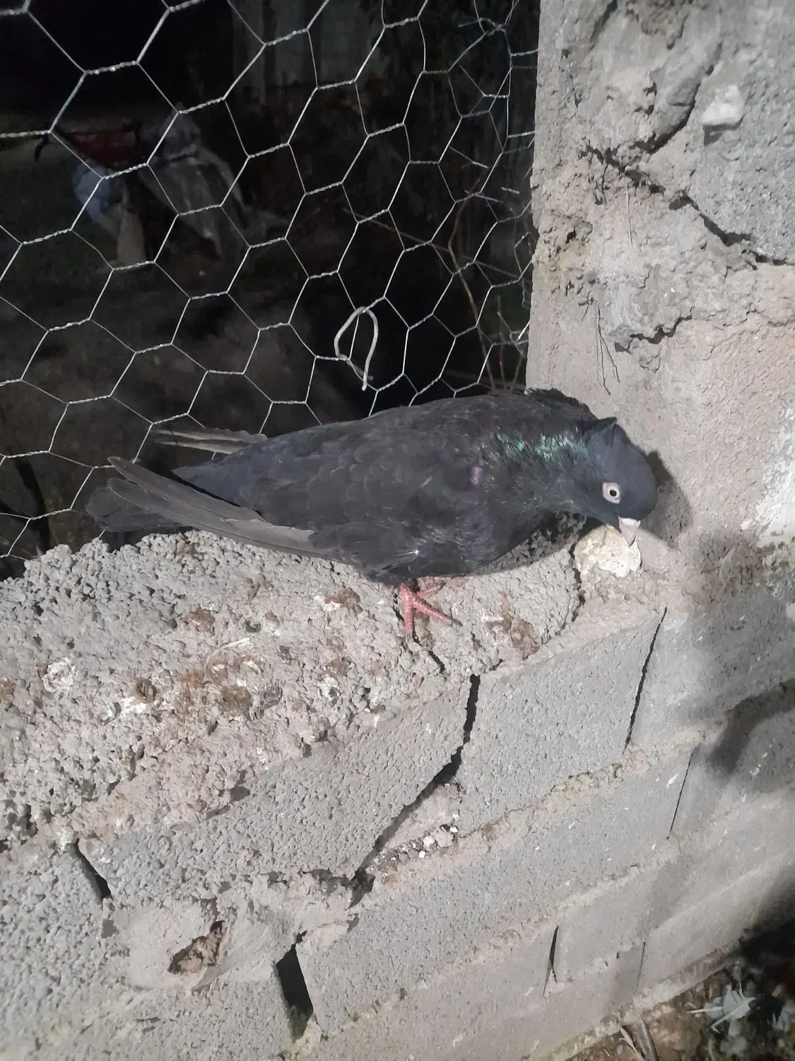 زاغ ماده چشمو نوک سفید بی نظیر|پرنده|قائم‌شهر, |دیوار