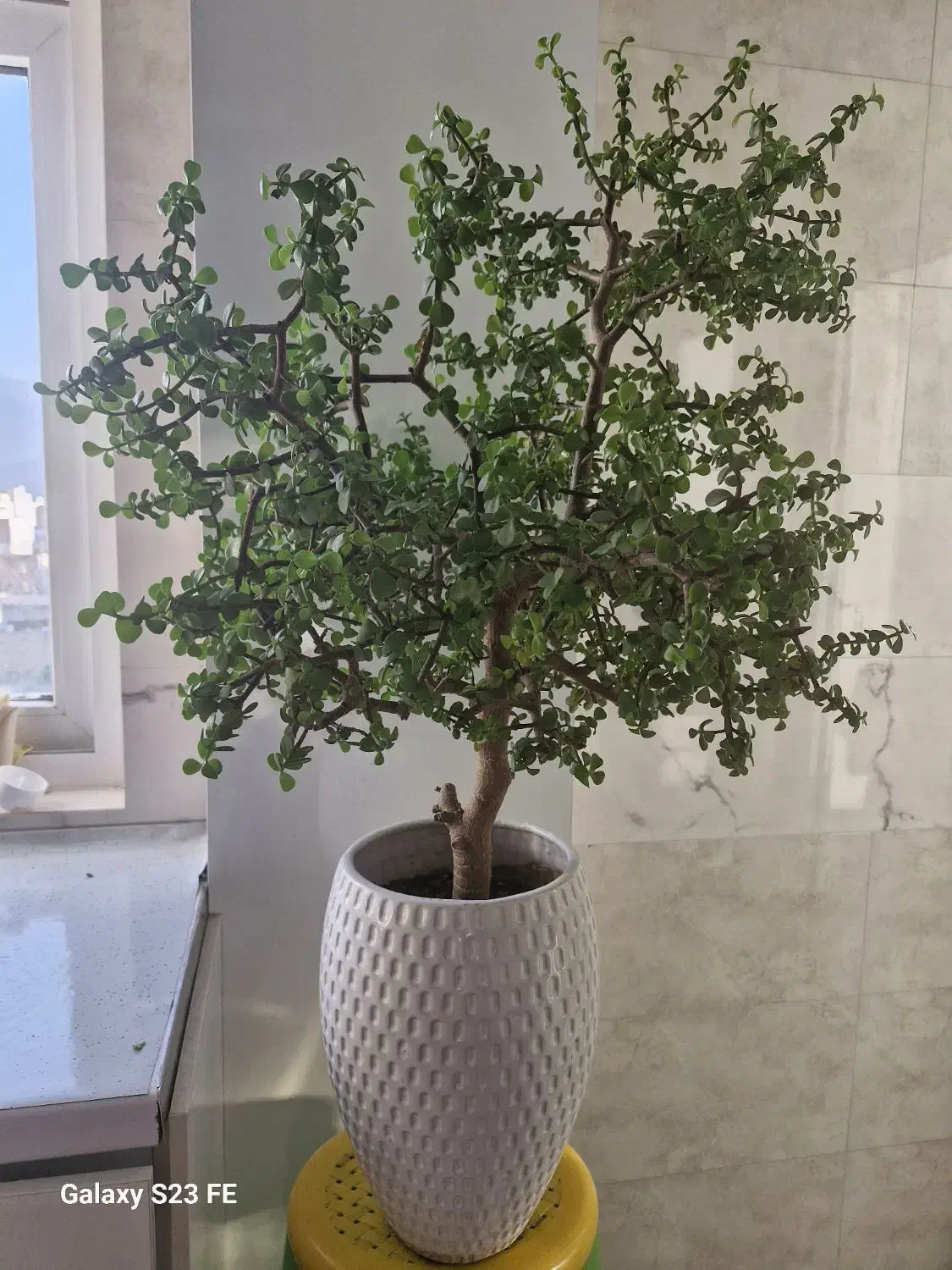 گل کروسولا ۱۲ ساله|گل و گیاه طبیعی|تهران, تهرانپارس غربی|دیوار