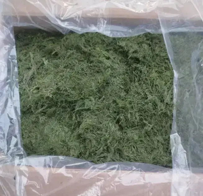 نعنا و شوید فارس|عمدهفروشی|رستاق, |دیوار