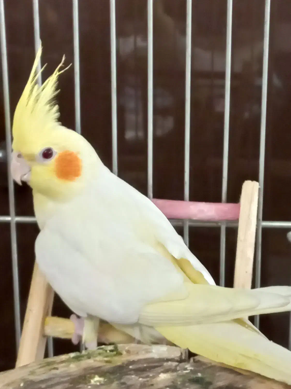 عروس هلندی|پرنده|ری, شهادت|دیوار