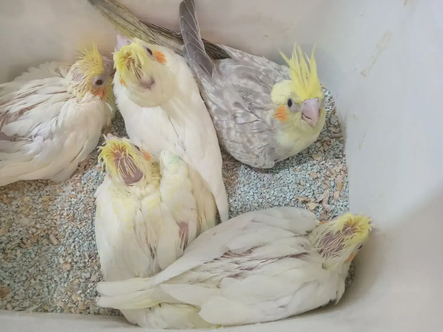 جوجه عروس هلندی ۵۰ روزه|پرنده|اصفهان, رهنان|دیوار