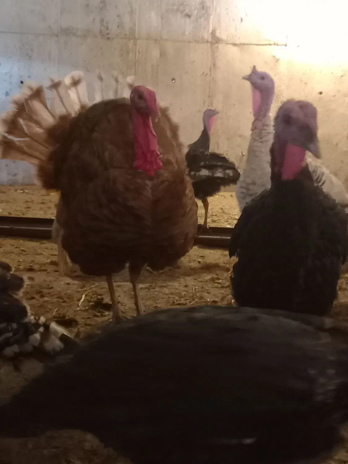 بوقلمون محلی اصل|حیوانات مزرعه|شیراز, حجت آباد|دیوار