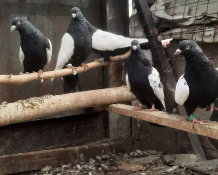 کبوتر|حیوانات مزرعه|پاکدشت, پاکدشت (مامازند)|دیوار