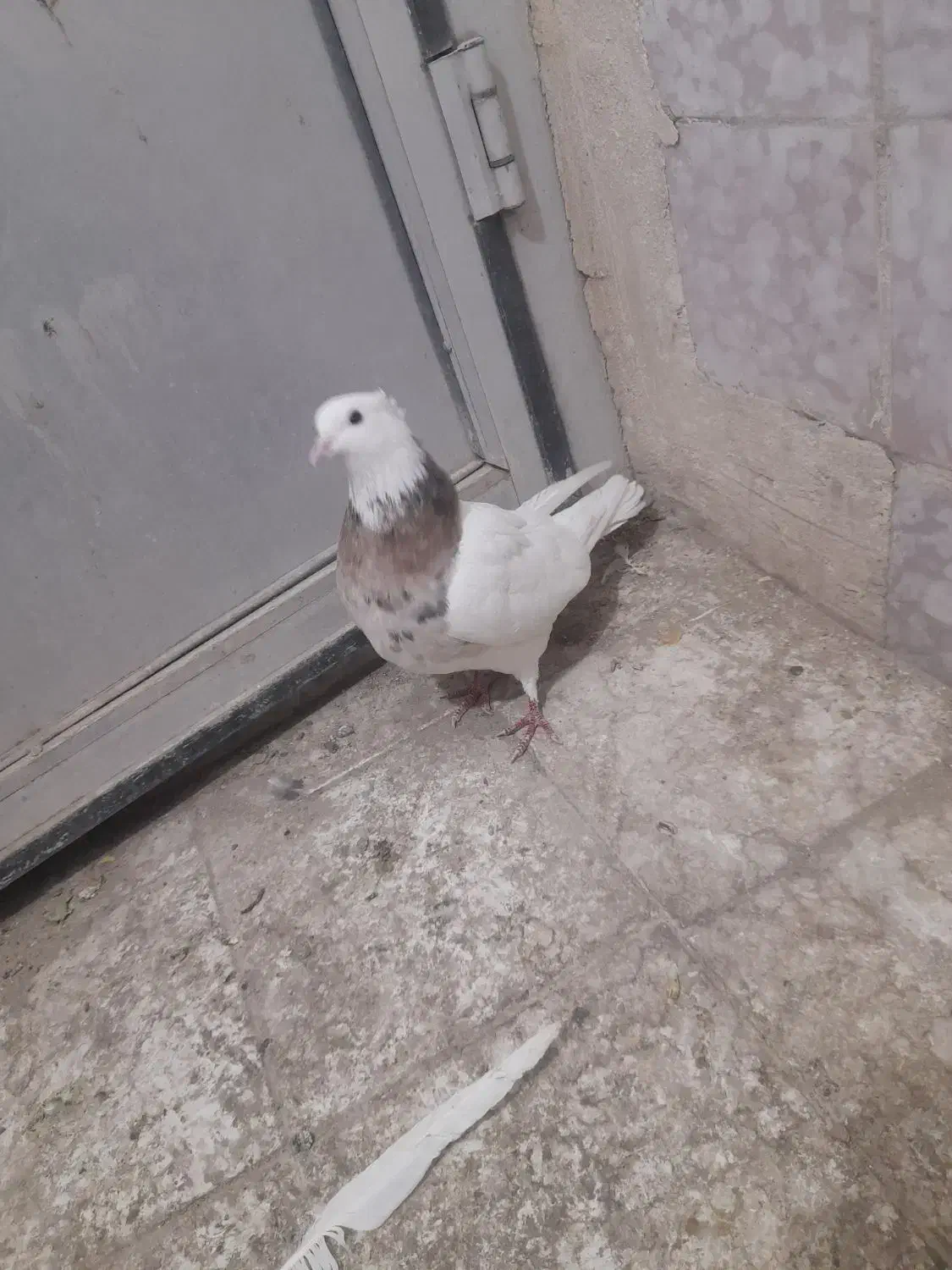 طوقی|پرنده|لنجان, |دیوار