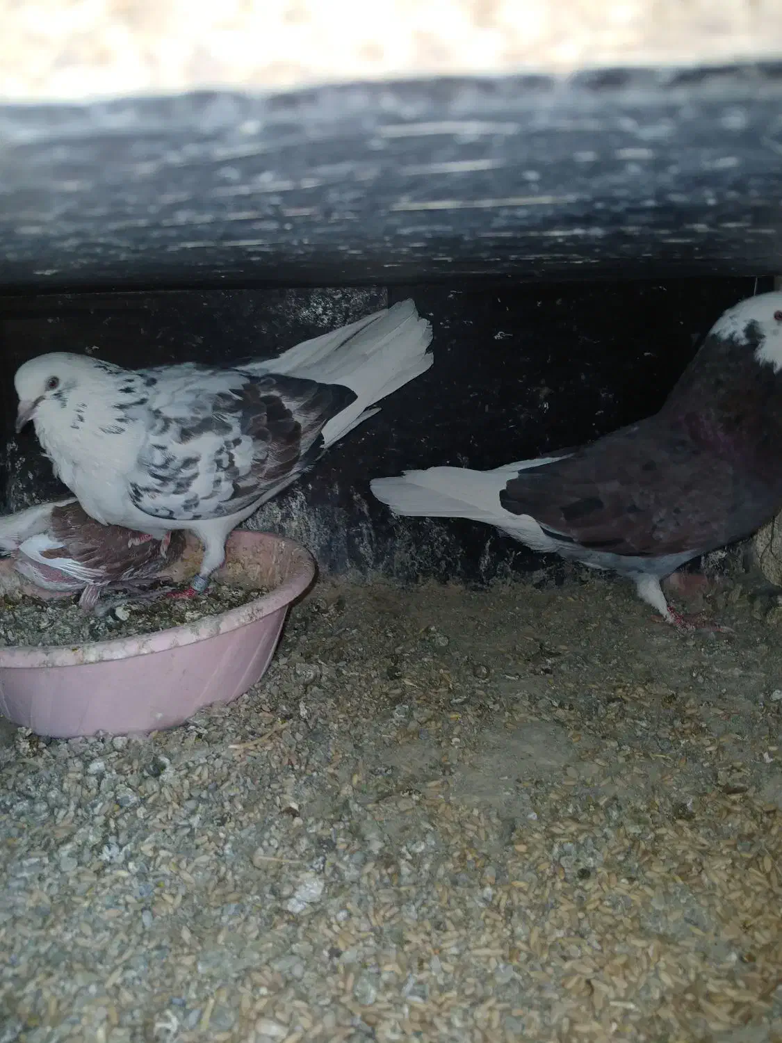 نر قلاقی ازم رفته امانت بوده|حیوانات|ملایر, |دیوار